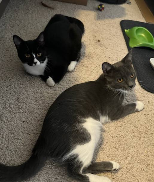 Jellyroll, a Adoptable Domestic Short Hair in Greenville, NC image 3/6