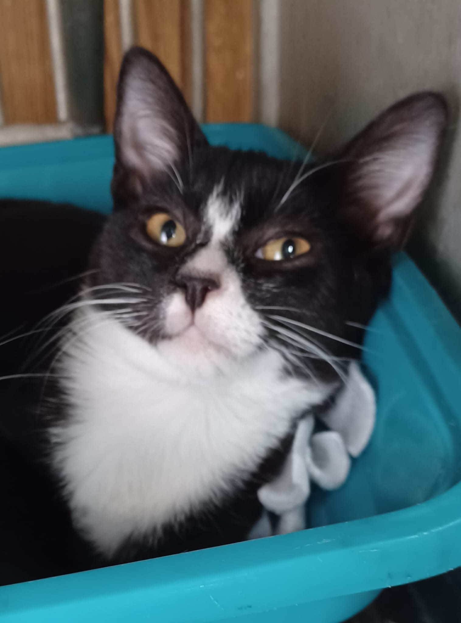 Jellyroll, a Adoptable Domestic Short Hair in Greenville, NC image 4/6