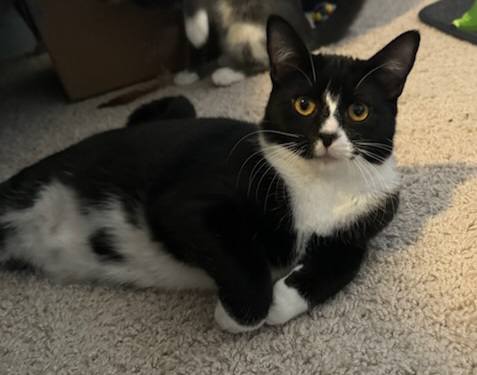 Jellyroll, Young Female Domestic Short Hair
