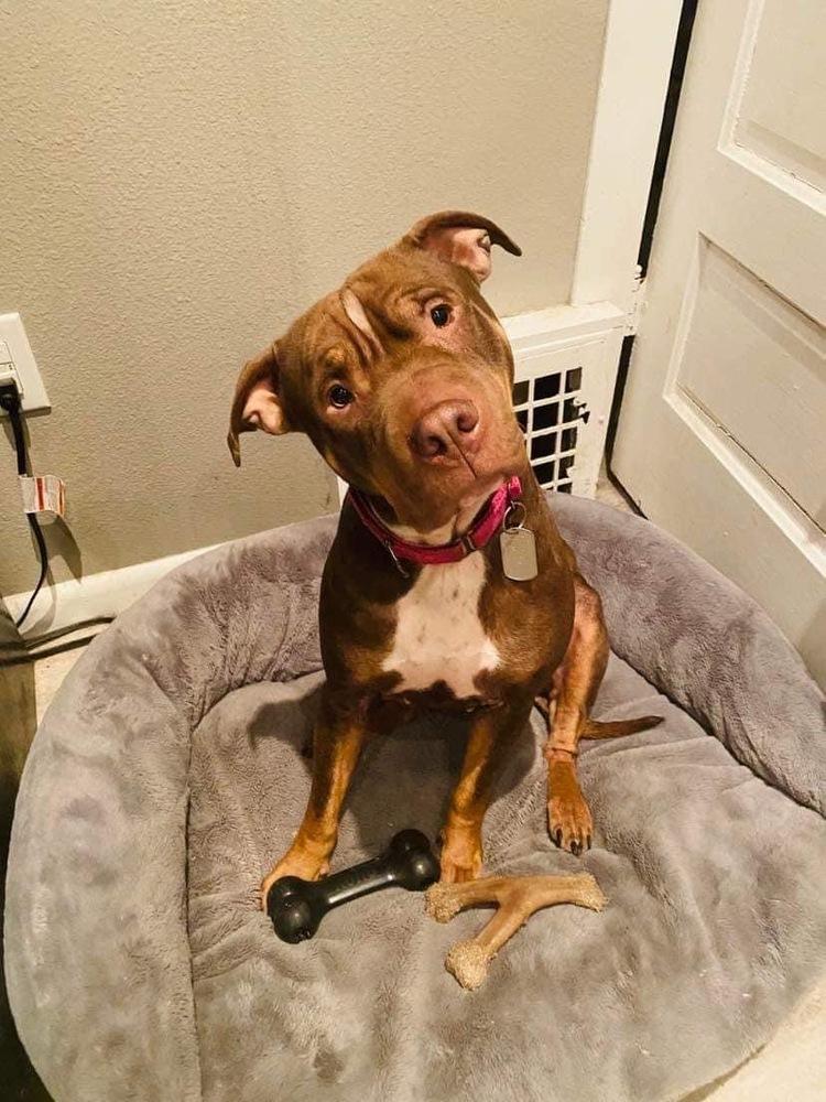 Poe, a Adoptable mixed breed in Lincoln, NE image 2/6