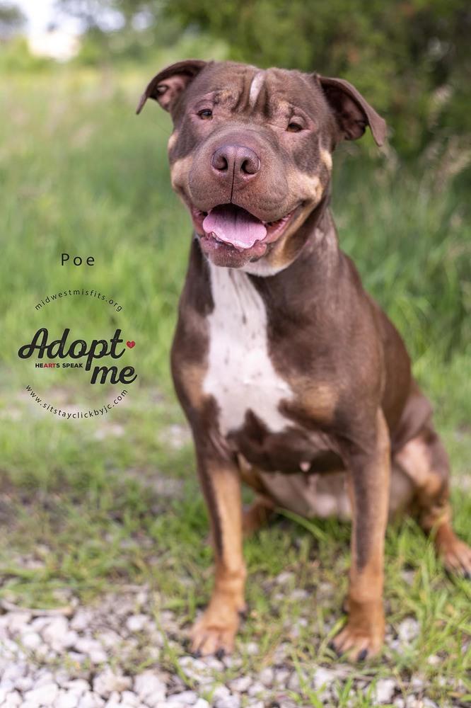Poe, a Adoptable mixed breed in Lincoln, NE image 6/6