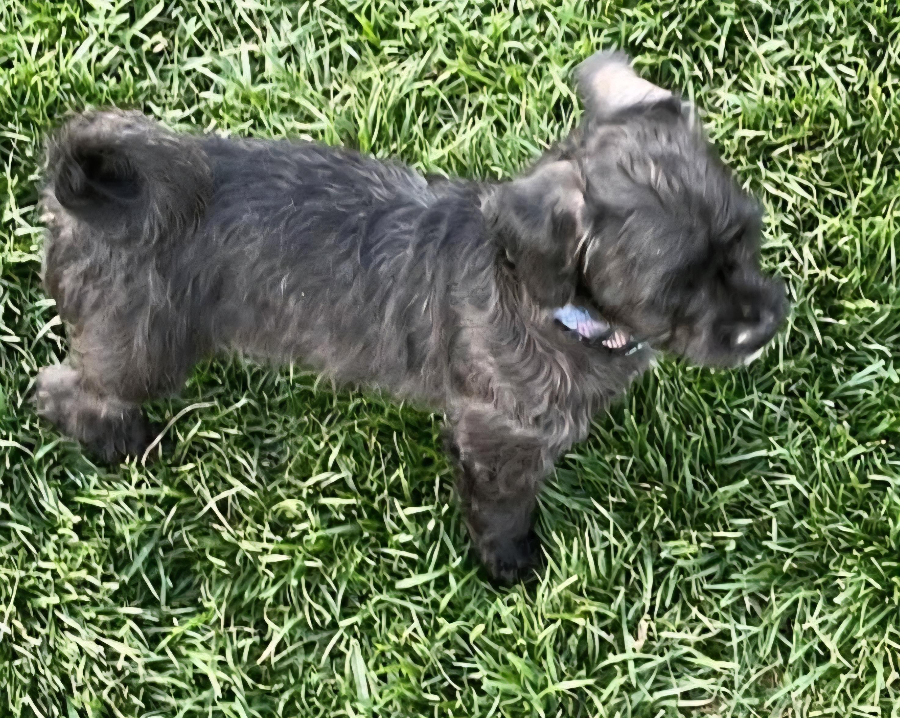 Chelsie, Adopted, Young Female Miniature Poodle & Pug.