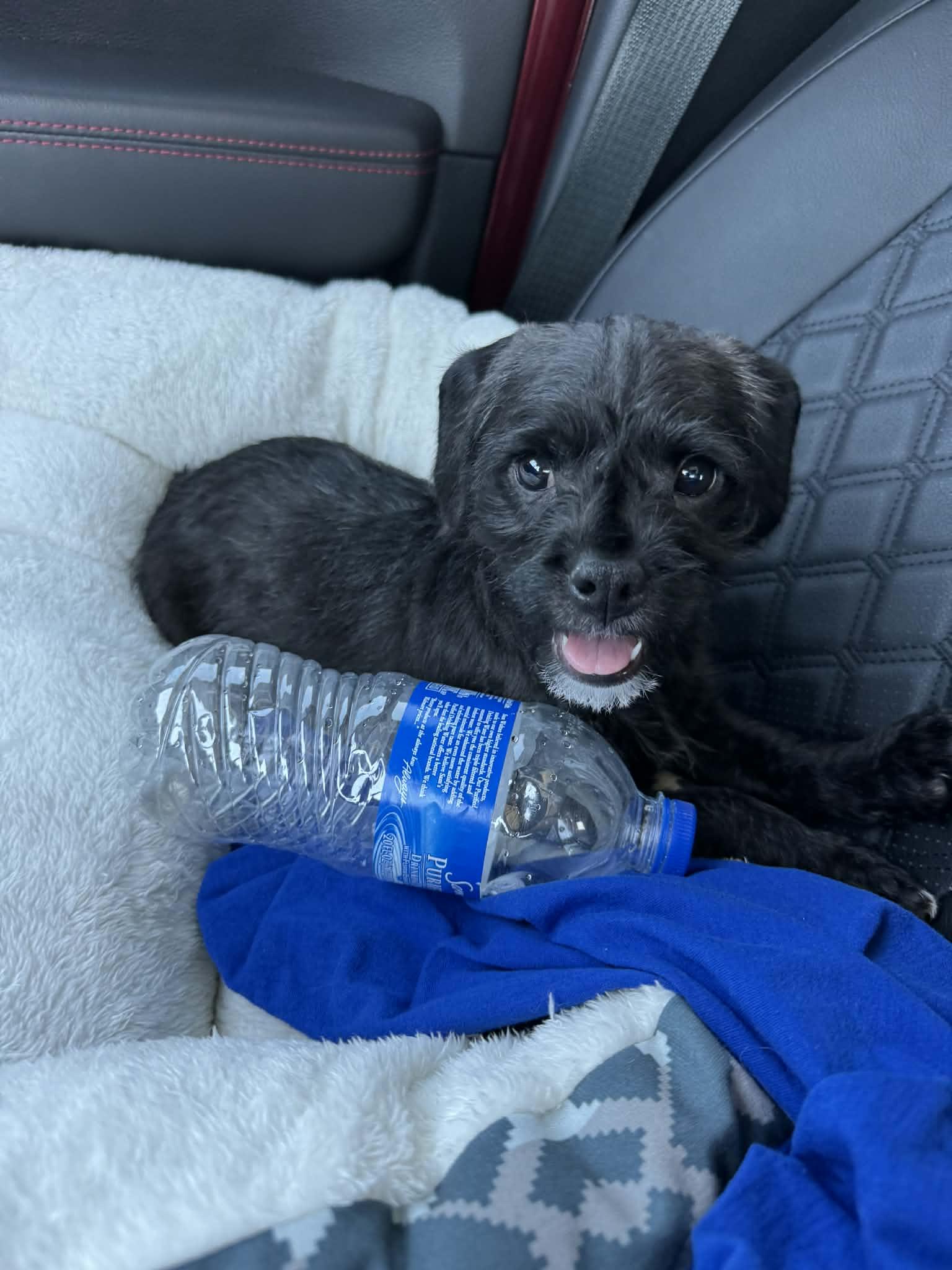 Chelsie, a Adopted mixed breed in Florissant, MO image 2/5