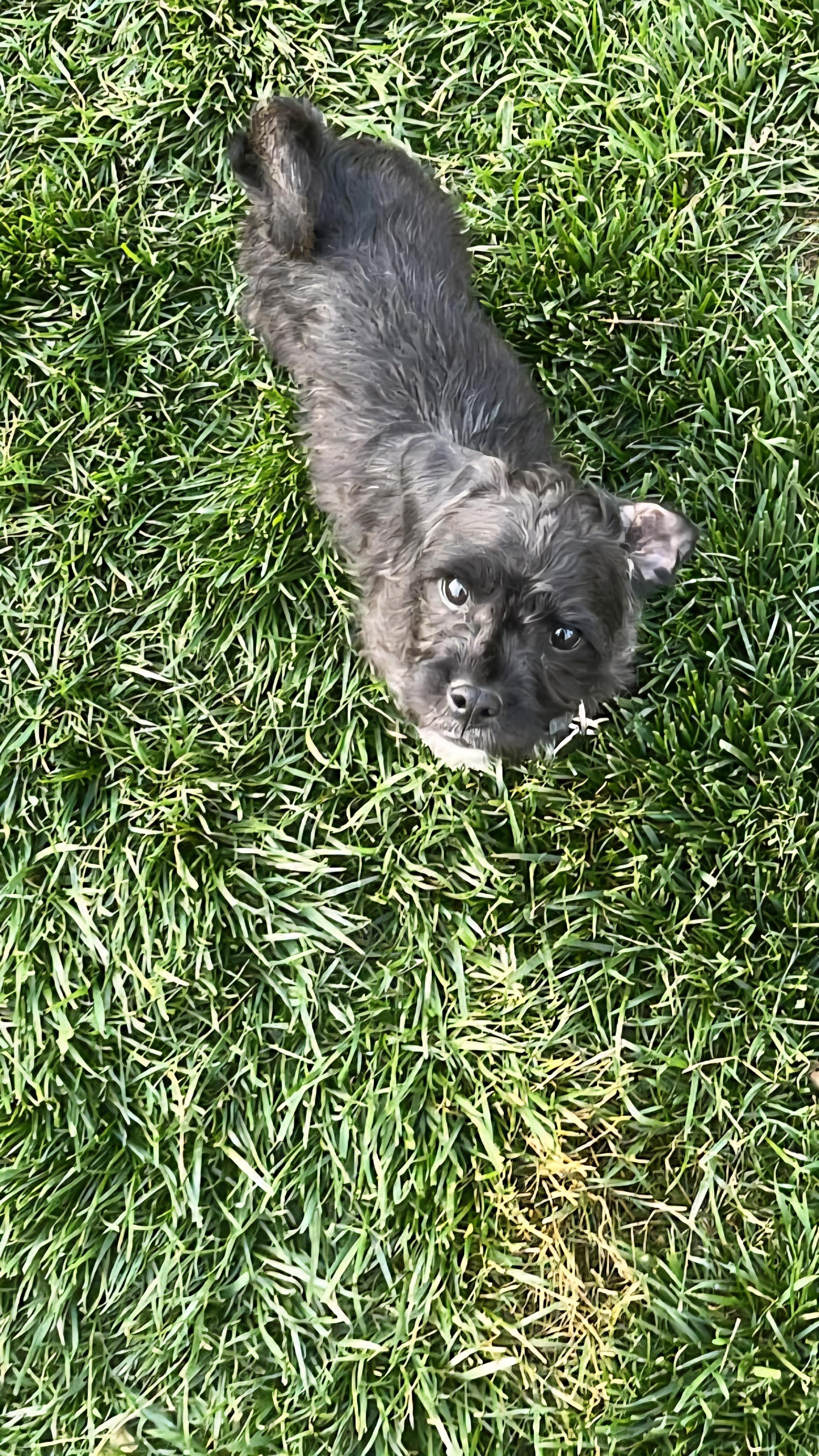 Chelsie, a Adopted mixed breed in Florissant, MO image 3/5