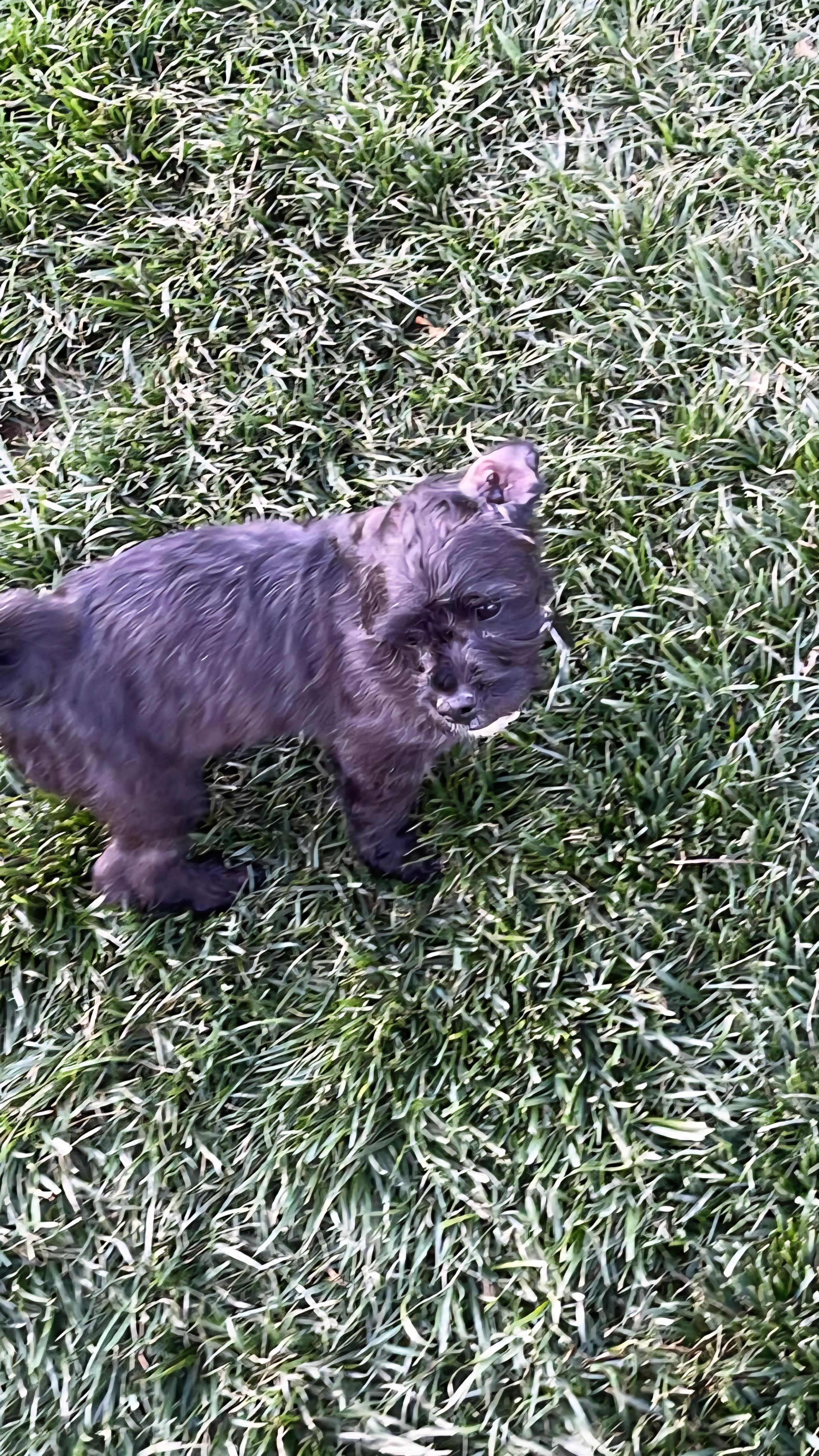 Chelsie, a Adopted mixed breed in Florissant, MO image 4/5