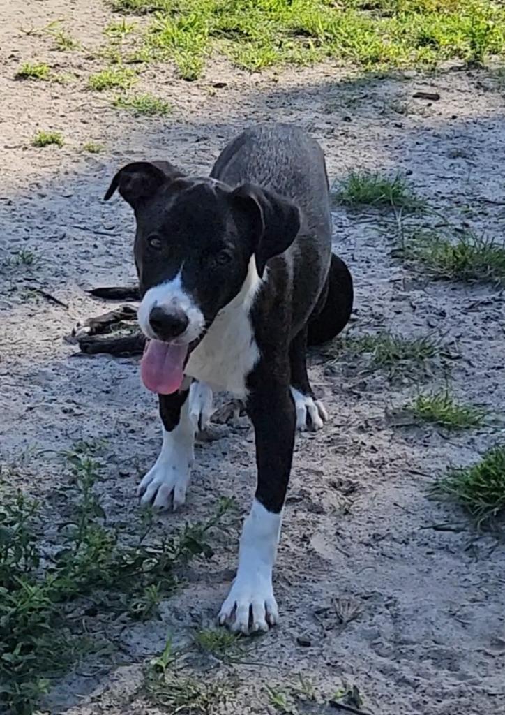 Enlarge Finn, a Adoptable mixed breed in Waynesville, GA image 1/6