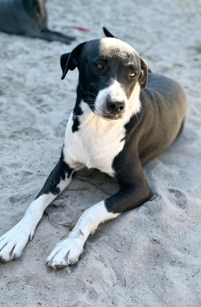 Enlarge Finn, a Adoptable mixed breed in Waynesville, GA image 2/6