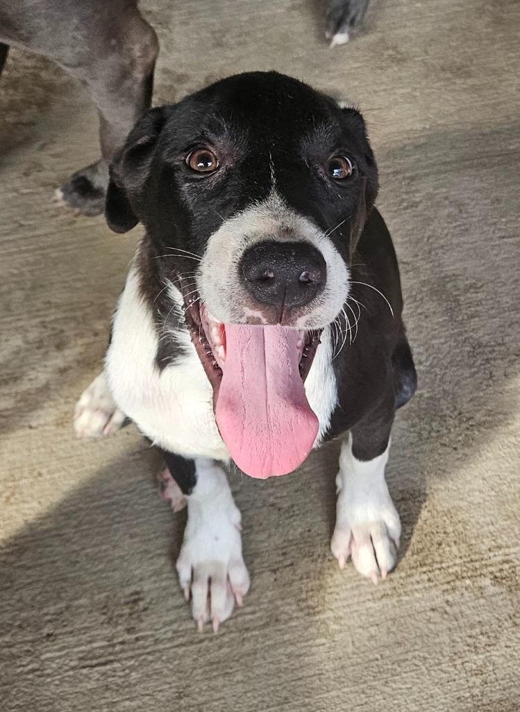 Enlarge Finn, a Adoptable mixed breed in Waynesville, GA image 3/6