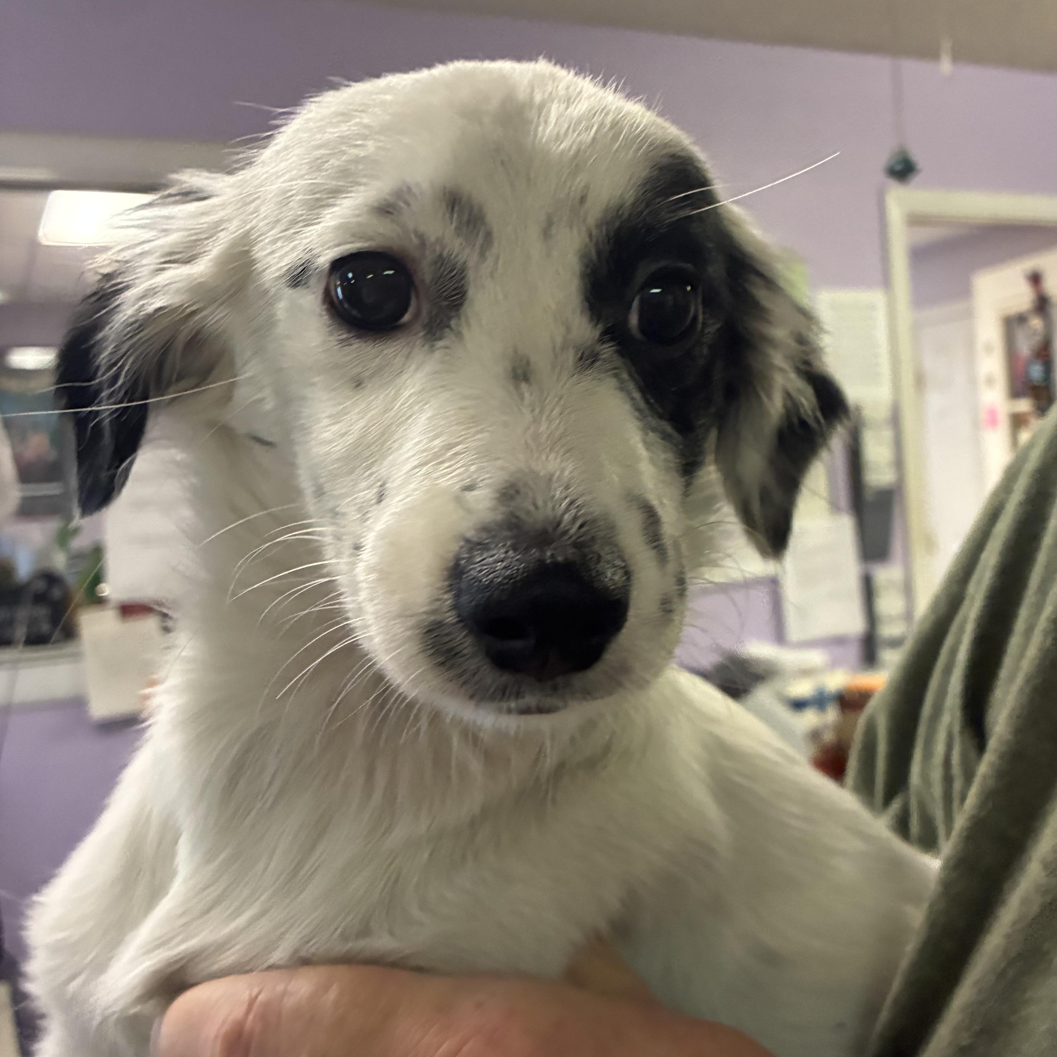 Enlarge Gidget, an adopted mixed breed in Mobile, AL image 1/1