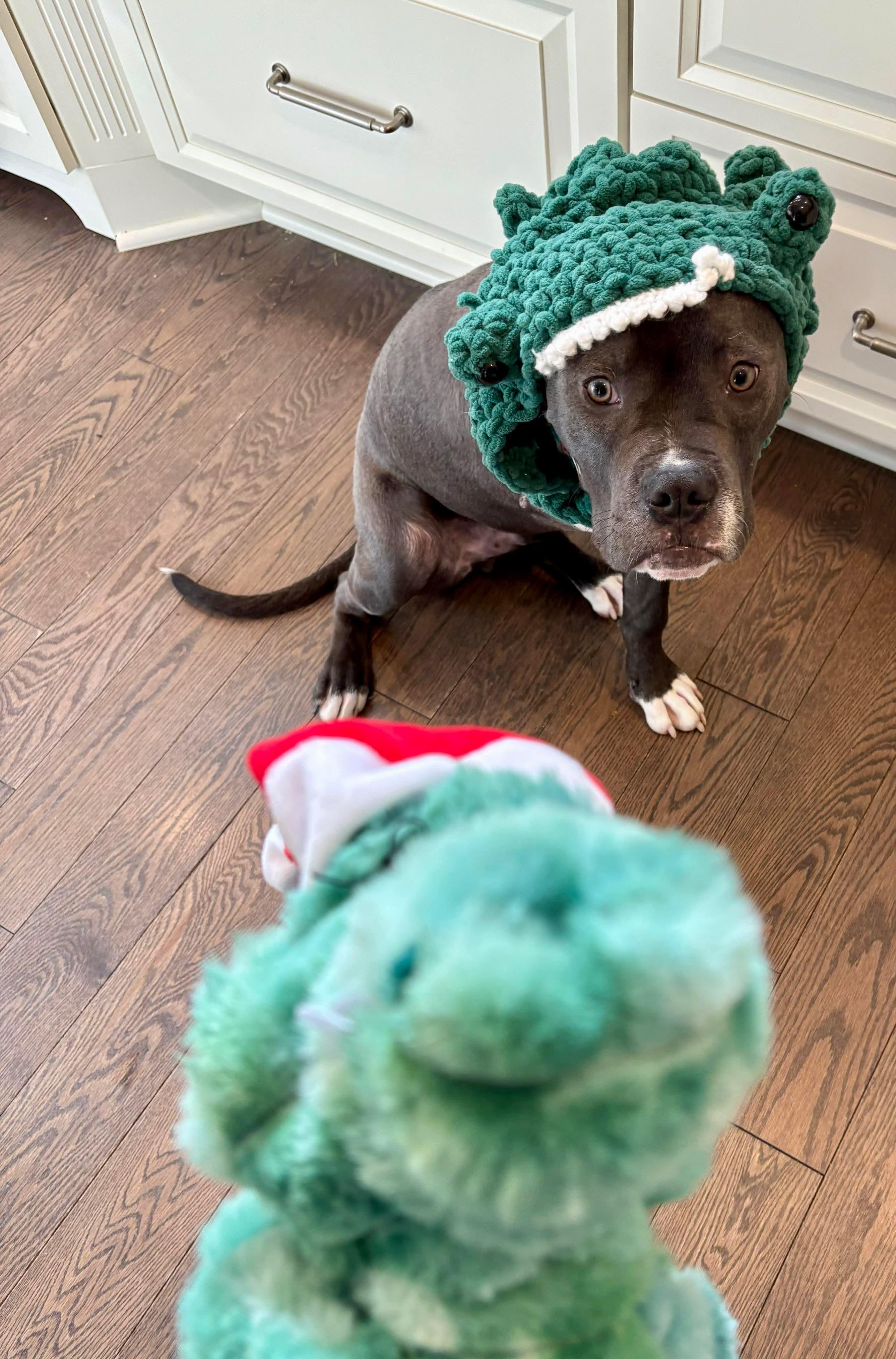 Enlarge Chaucer, an adopted Mixed Breed in Goshen, NH image 4/4