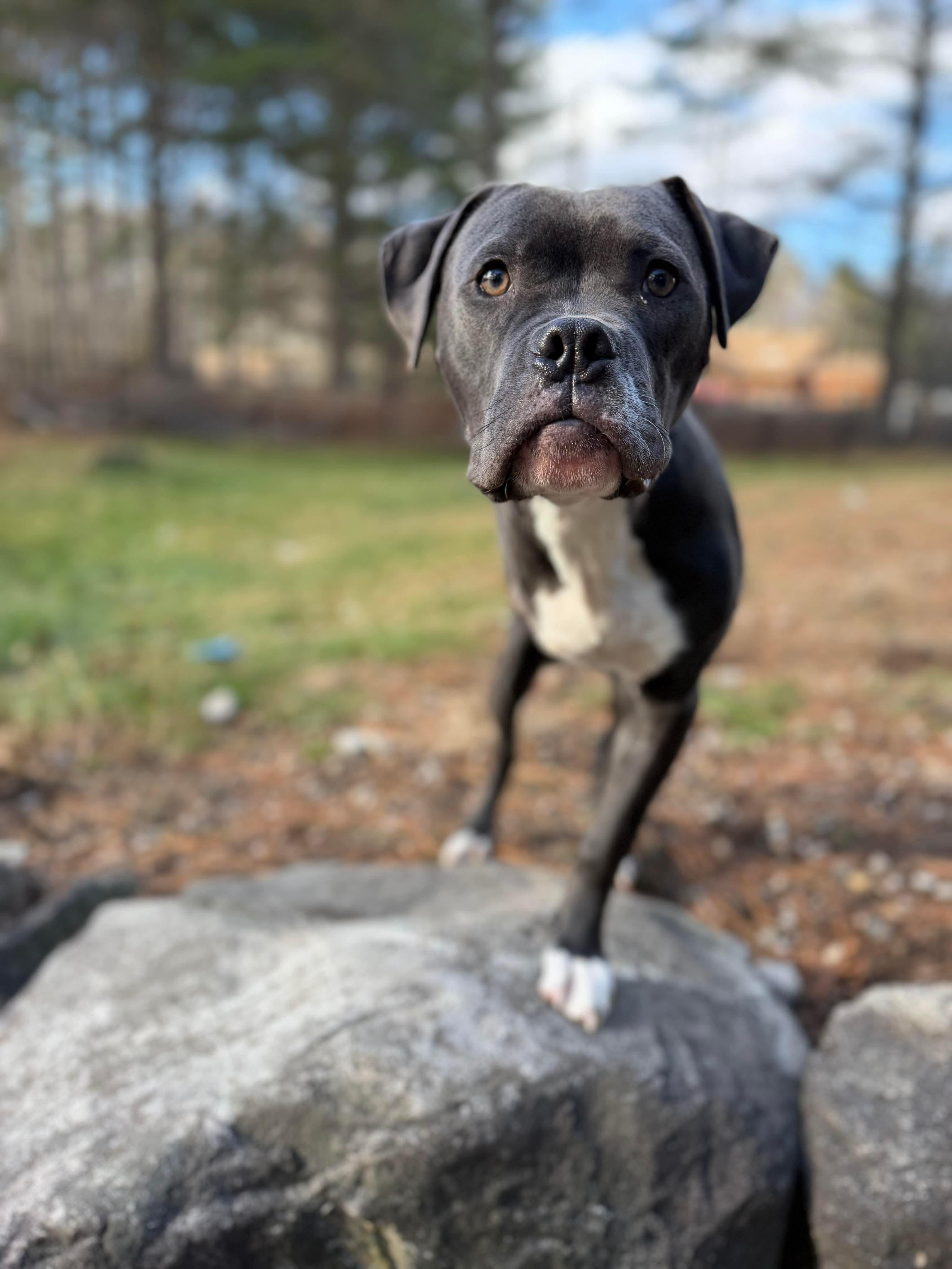 Enlarge Chaucer, an adopted Mixed Breed in Goshen, NH image 1/4
