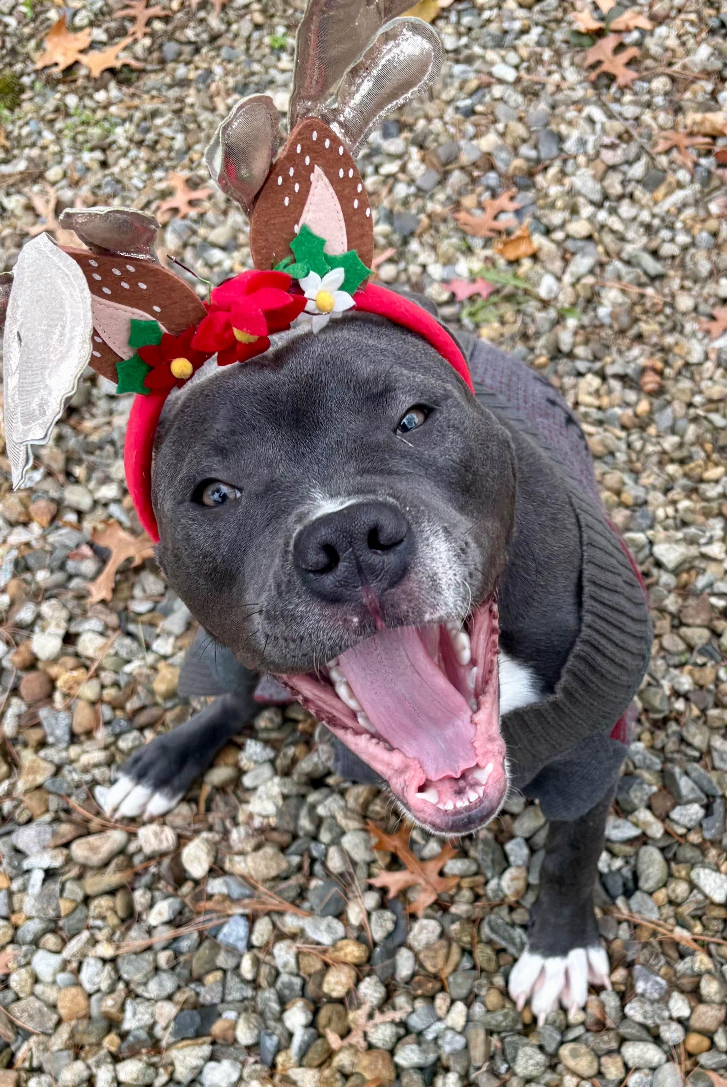 Enlarge Chaucer, an adopted Mixed Breed in Goshen, NH image 2/4