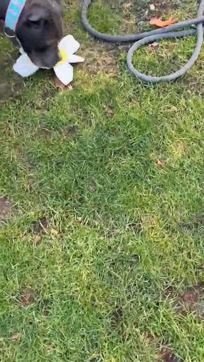 Enlarge Chaucer, an adopted Mixed Breed in Goshen, NH video 3/4