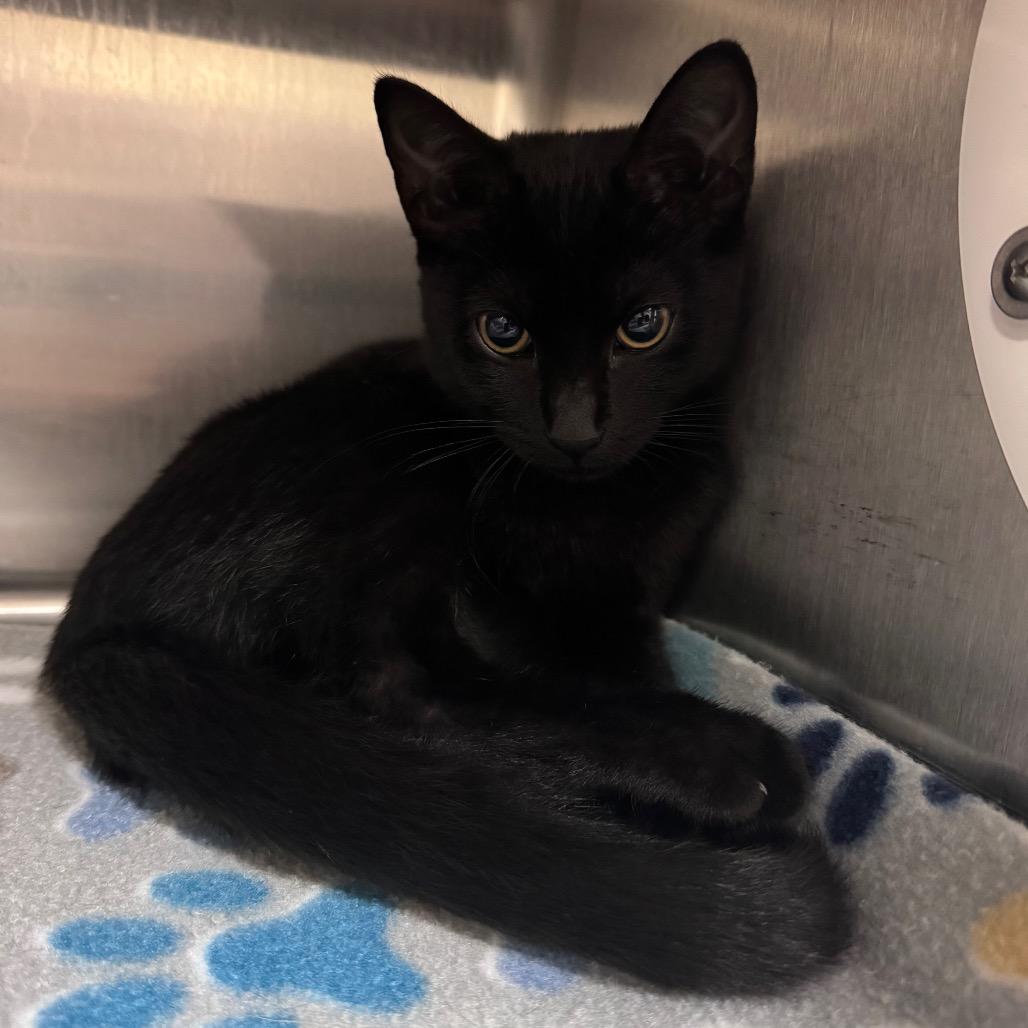 Deadshot 29906, Adoptable, Kitten Male Domestic Short Hair.