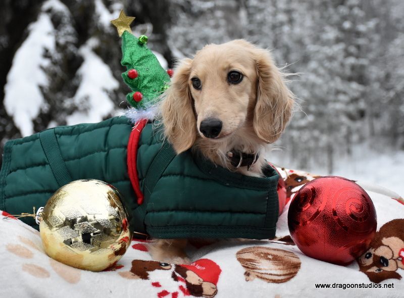 Enlarge Click names for details, a Adoptable Dachshund in Spokane, WA image 6/9