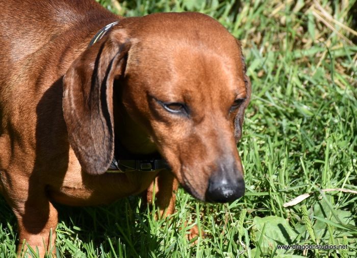 Enlarge Click names for details, a Adoptable Dachshund in Spokane, WA image 7/9