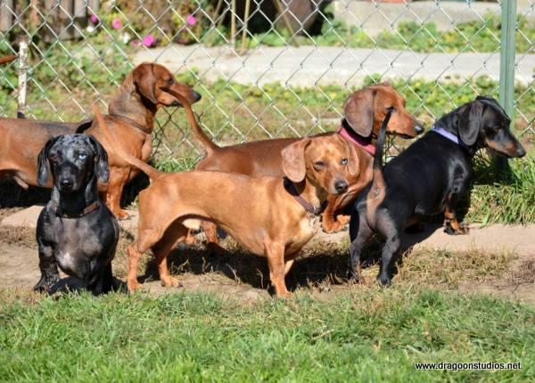 Enlarge Click names for details, a Adoptable Dachshund in Spokane, WA image 8/9