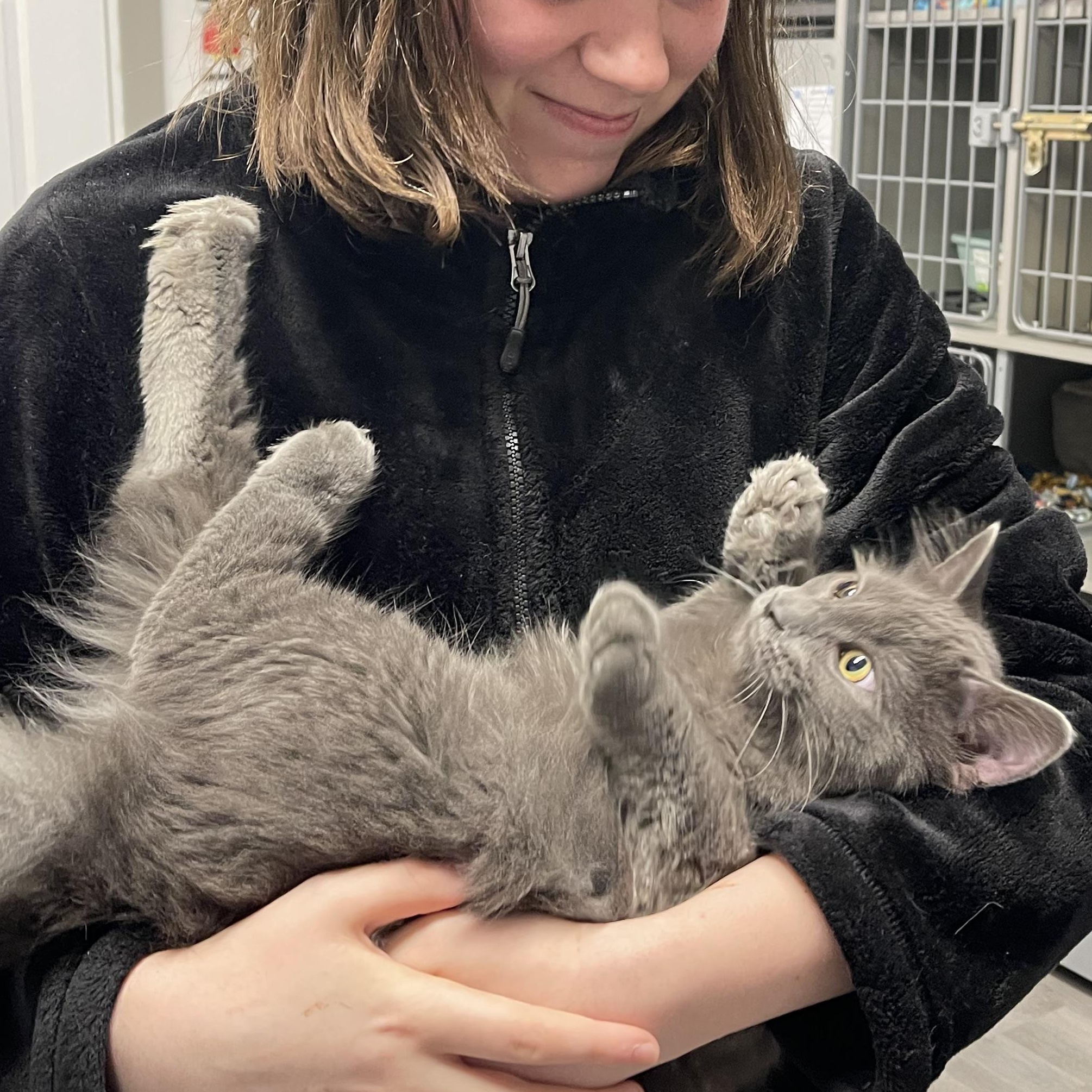 Enlarge Mr. Piper, an adopted Domestic Long Hair in Renton , WA image 5/5