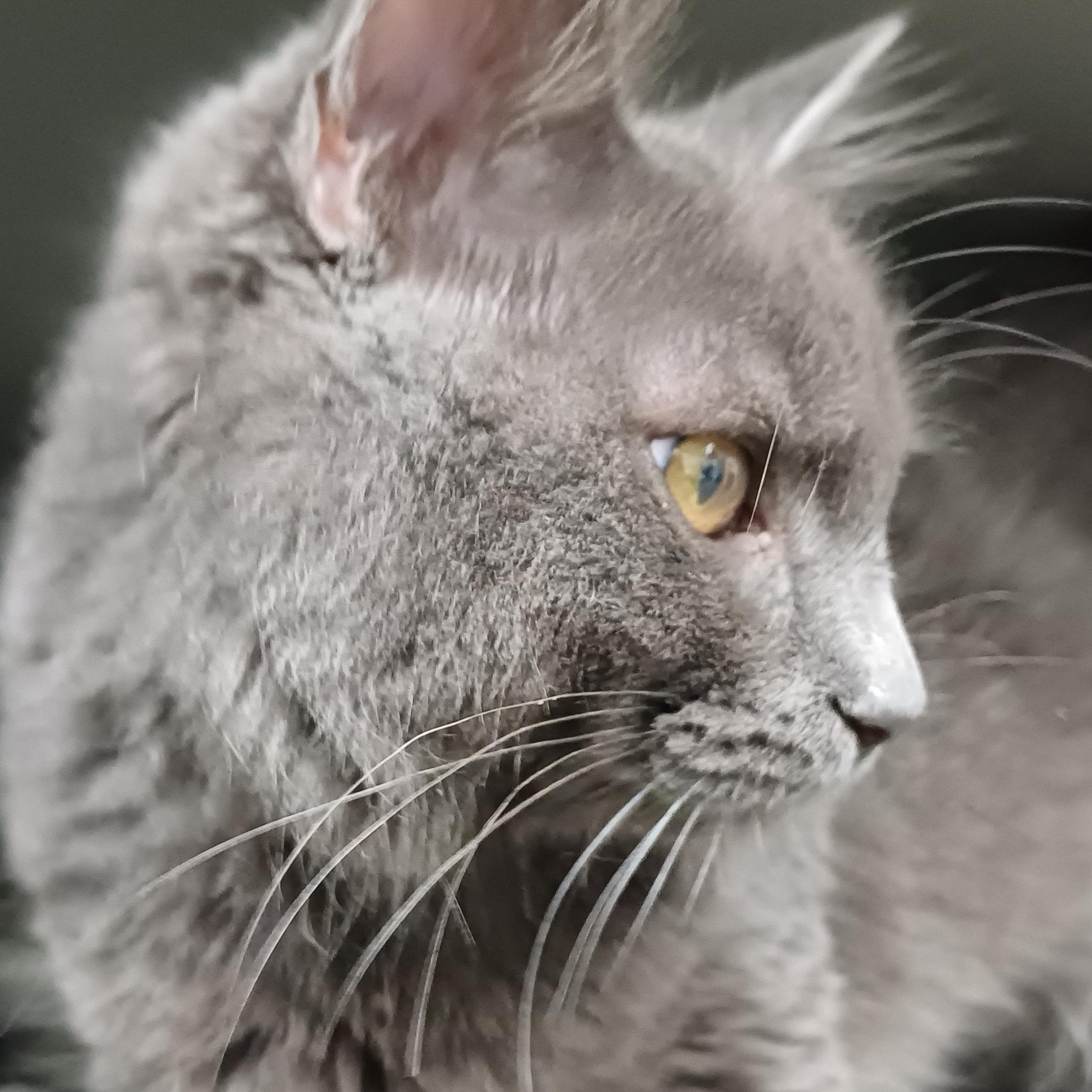 Enlarge Mr. Piper, a ADOPTABLE Domestic Long Hair in Renton , WA image 3/4