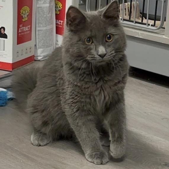 Mr. Piper, ADOPTABLE, Kitten Male Domestic Long Hair.