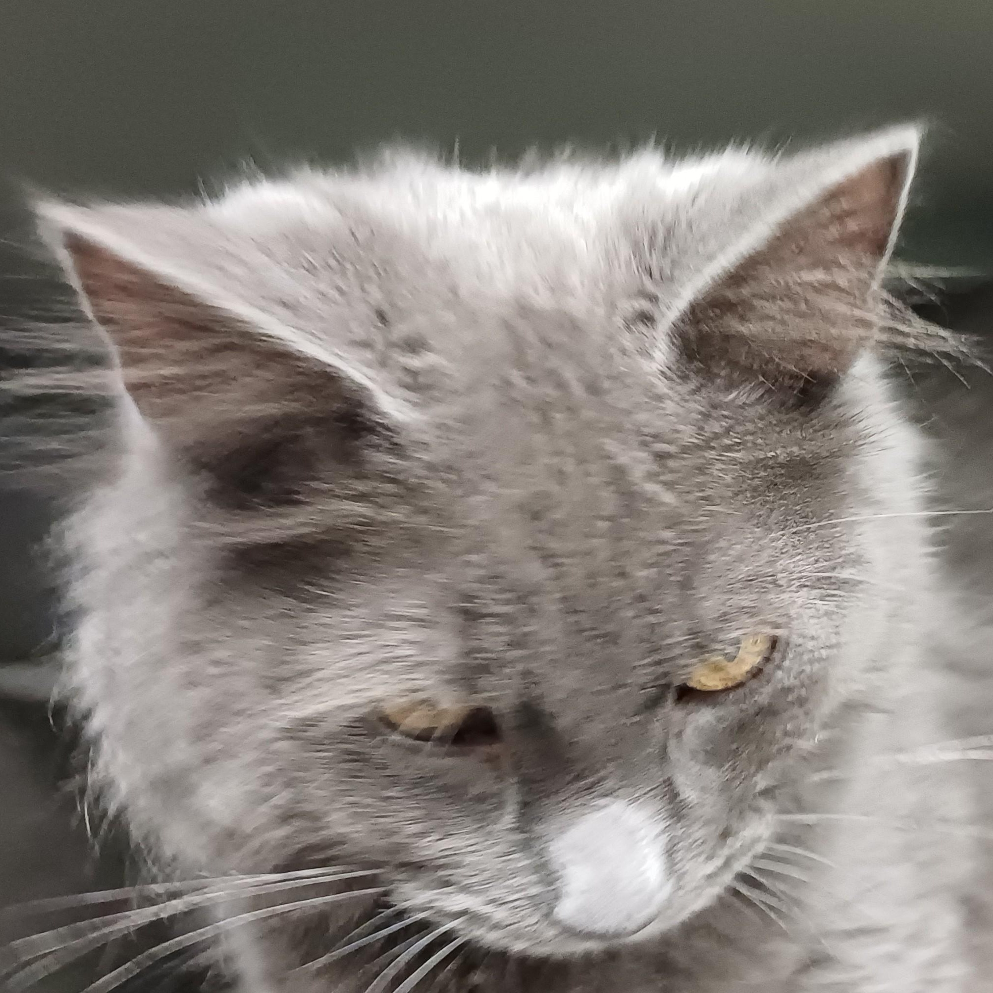 Enlarge Mr. Piper, a ADOPTABLE Domestic Long Hair in Renton , WA image 4/4