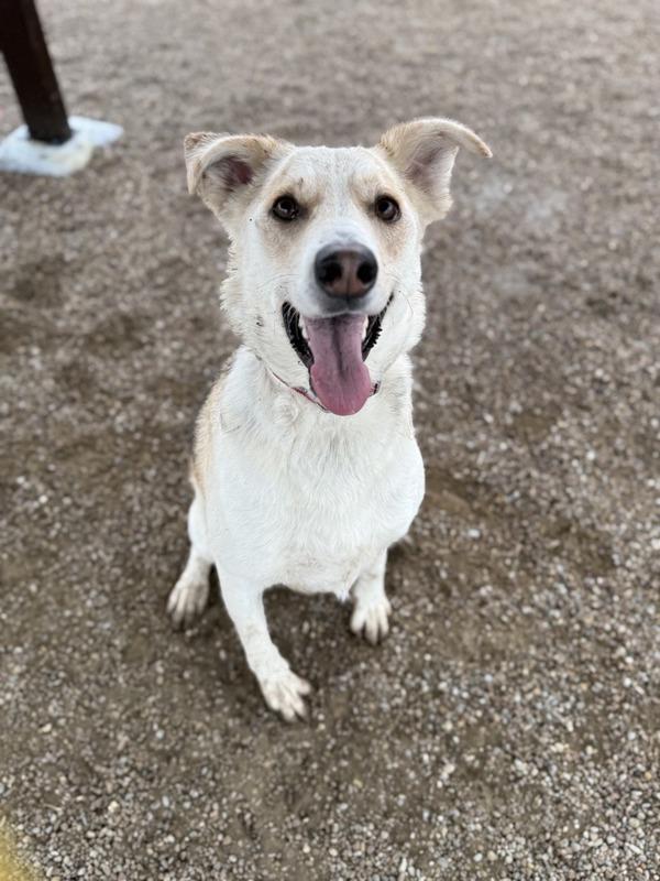 Enlarge Tia, a Adoptable mixed breed in Great Falls, MT image 1/6