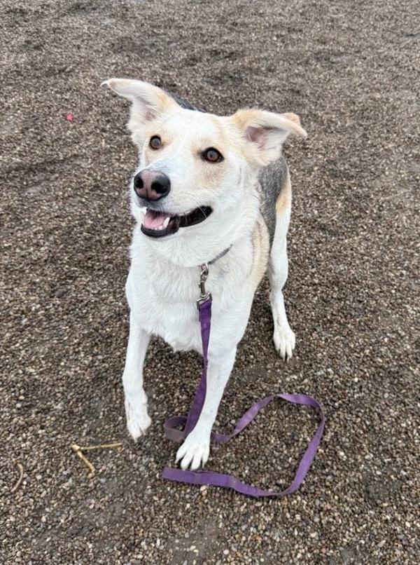 Enlarge Tia, a Adoptable mixed breed in Great Falls, MT image 2/6