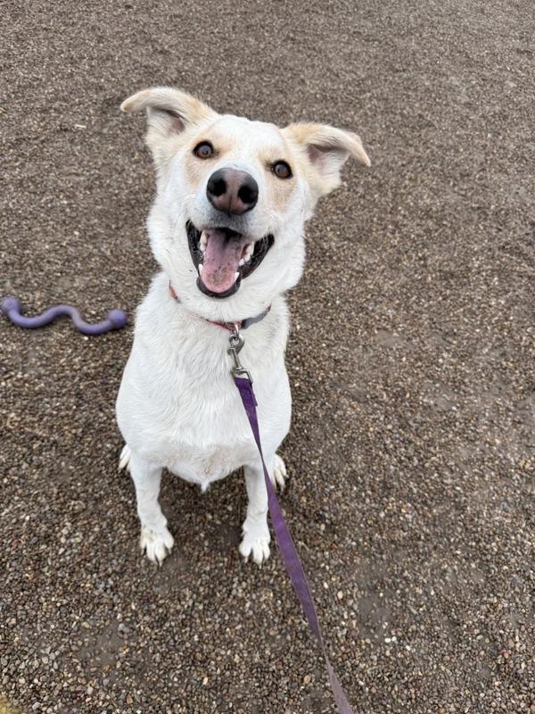 Enlarge Tia, a Adoptable mixed breed in Great Falls, MT image 4/6