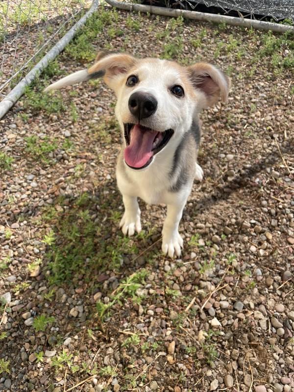 Enlarge Tia, a Adoptable mixed breed in Great Falls, MT image 5/6