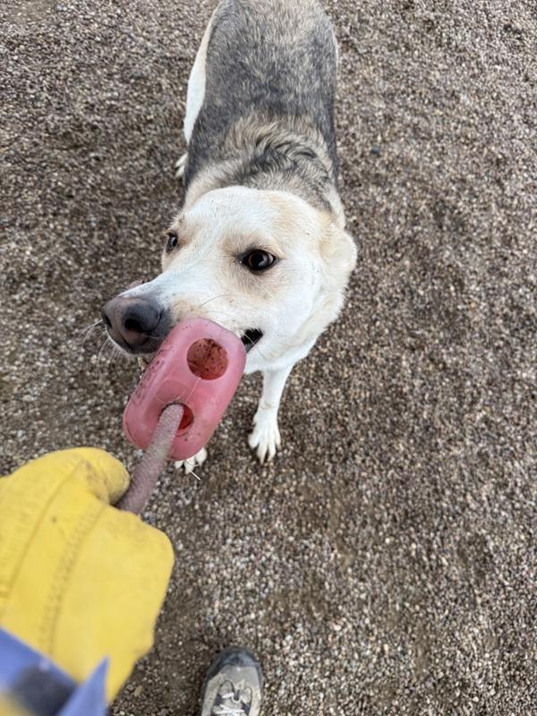 Enlarge Tia, a Adoptable mixed breed in Great Falls, MT image 6/6