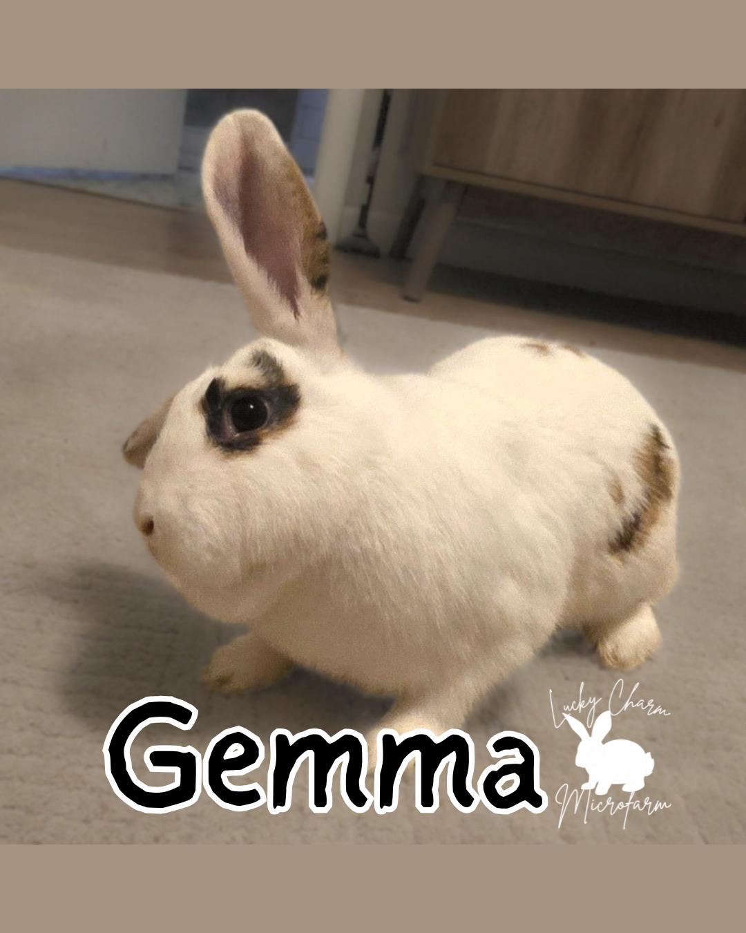Gemma, a ADOPTABLE Rex in Sandia Park, NM image 1/4