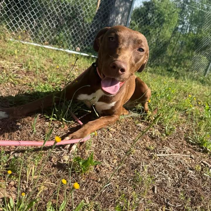 Enlarge Itty Bitty 081802, a Adoptable mixed breed in Amory, MS image 1/6