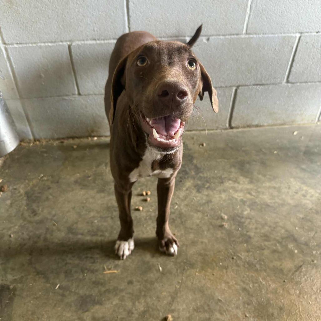 Enlarge Itty Bitty 081802, a Adoptable mixed breed in Amory, MS image 2/6