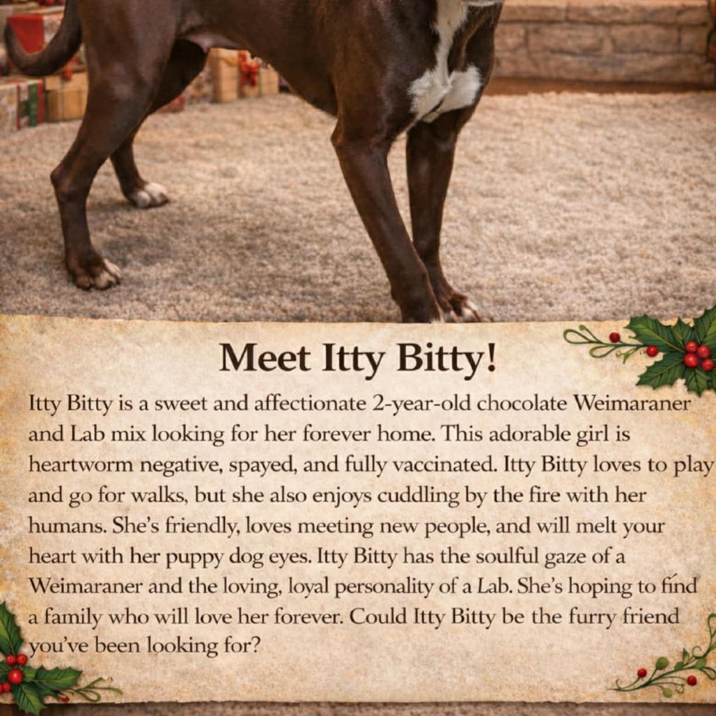 Enlarge Itty Bitty 081802, a Adoptable mixed breed in Amory, MS image 3/6
