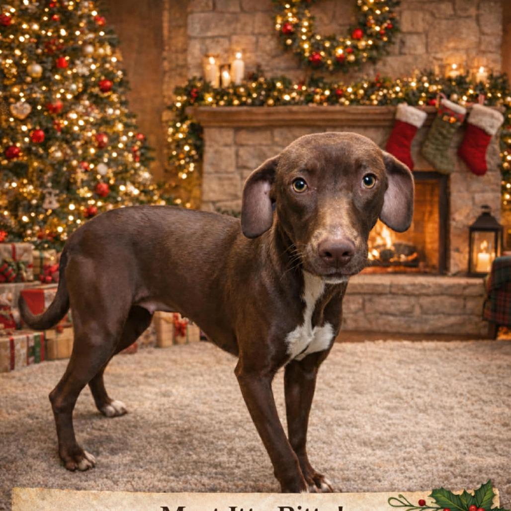 Enlarge Itty Bitty 081802, a Adoptable mixed breed in Amory, MS image 4/6