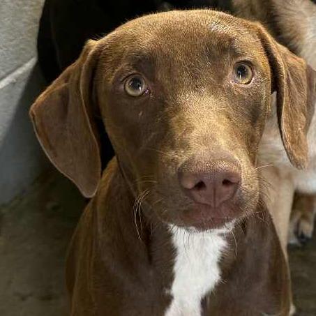 Enlarge Itty Bitty 081802, a Adoptable mixed breed in Amory, MS image 5/6