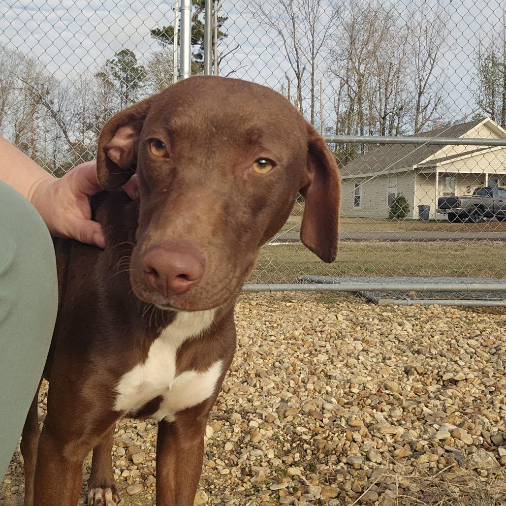 Enlarge Itty Bitty 081802, a Adoptable mixed breed in Amory, MS image 6/6
