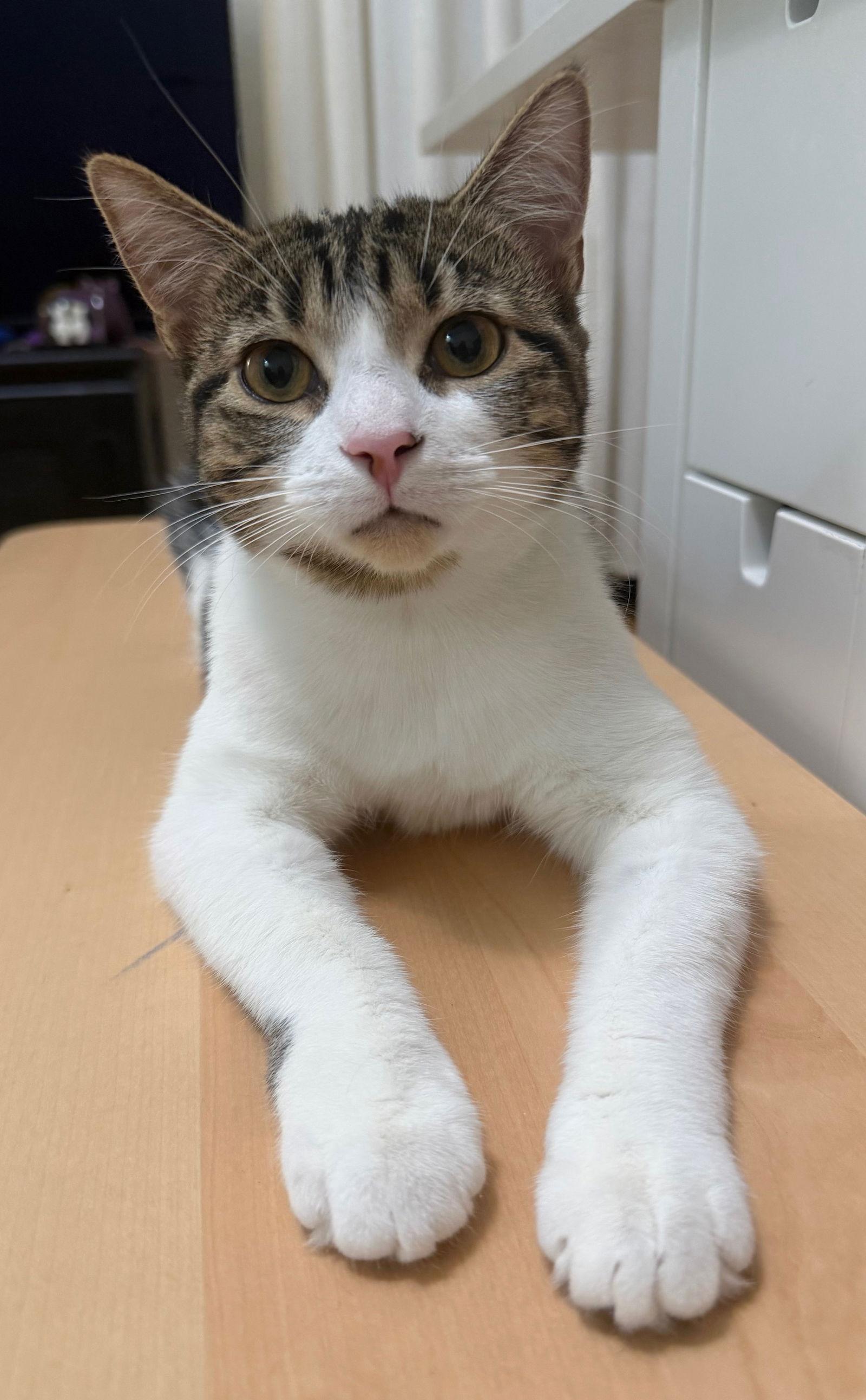 Enlarge Rumi, a Adopted Domestic Short Hair in Montreal, QC image 1/3