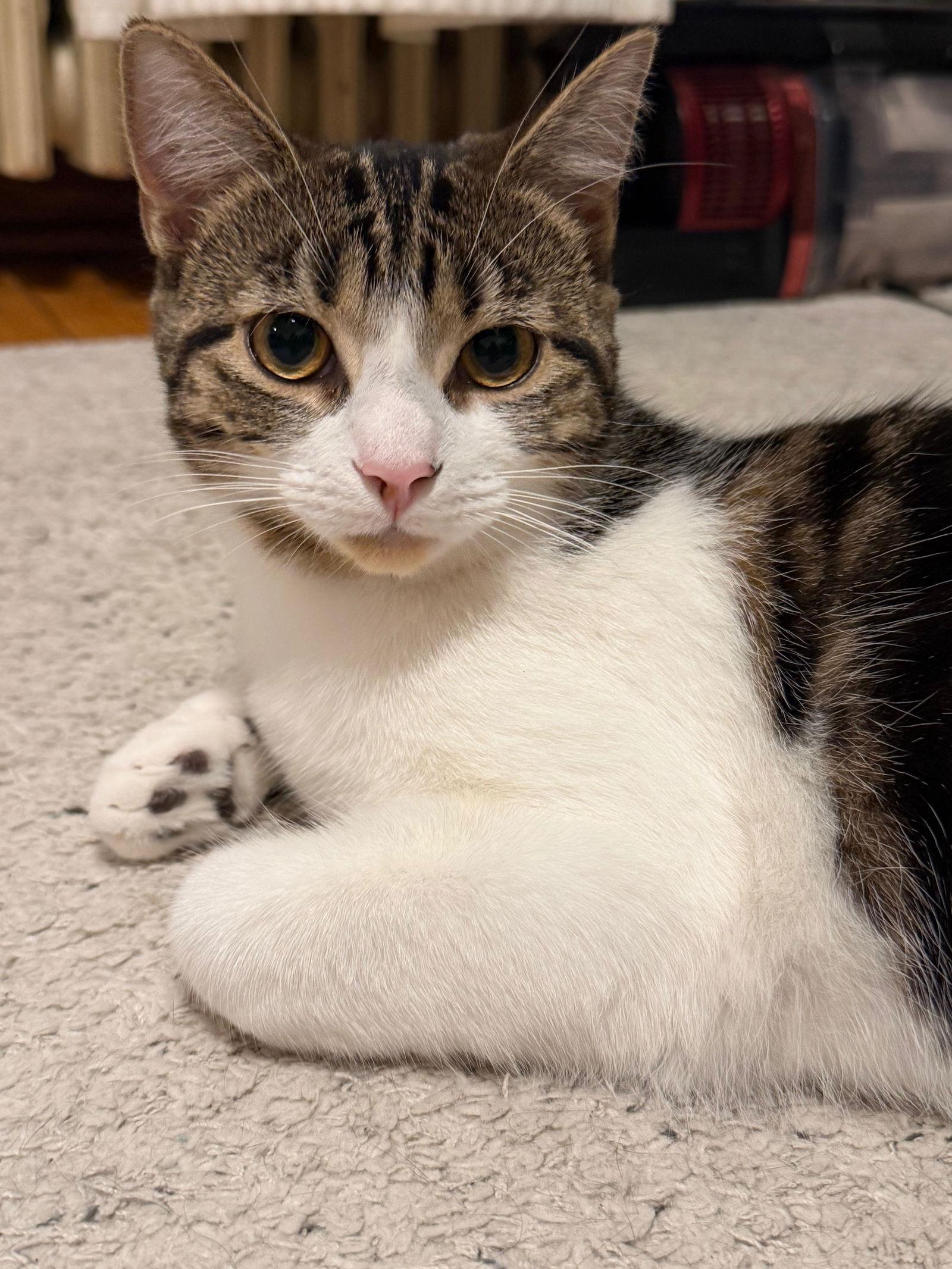 Enlarge Rumi, a Adopted Domestic Short Hair in Montreal, QC image 2/3