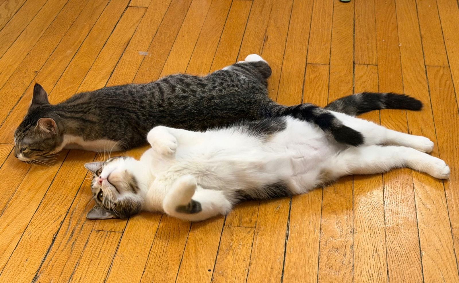 Enlarge Rumi, a Adopted Domestic Short Hair in Montreal, QC image 3/3