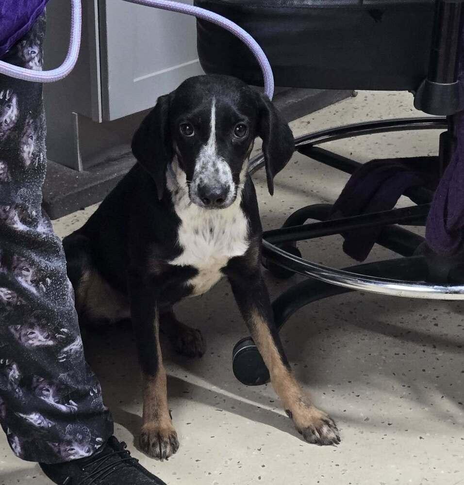 Alpha, ADOPTABLE, Young • Female, Australian Kelpie.