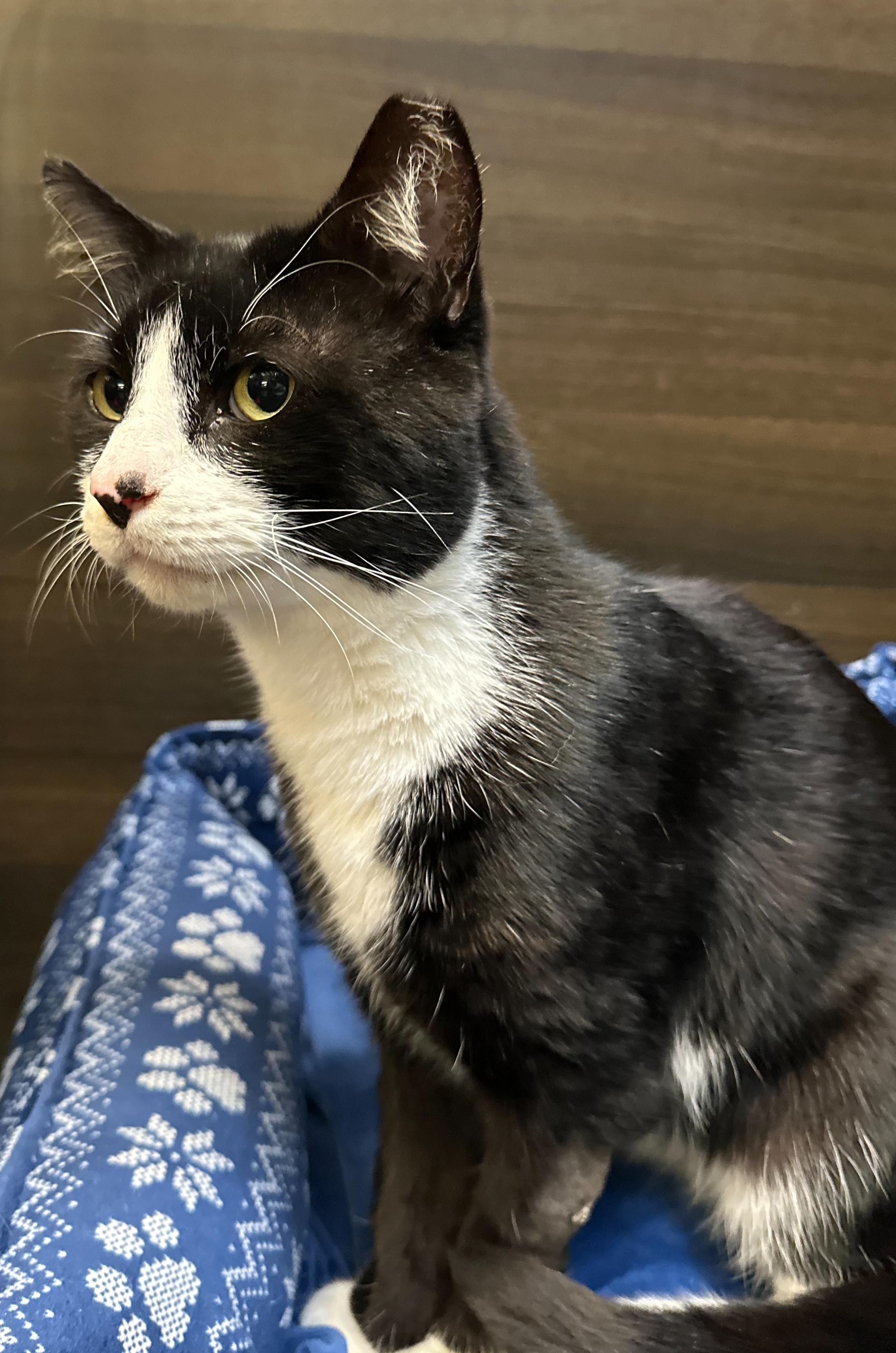 Enlarge Socks, a ADOPTABLE mixed breed in Hilton Head Island, SC image 3/5