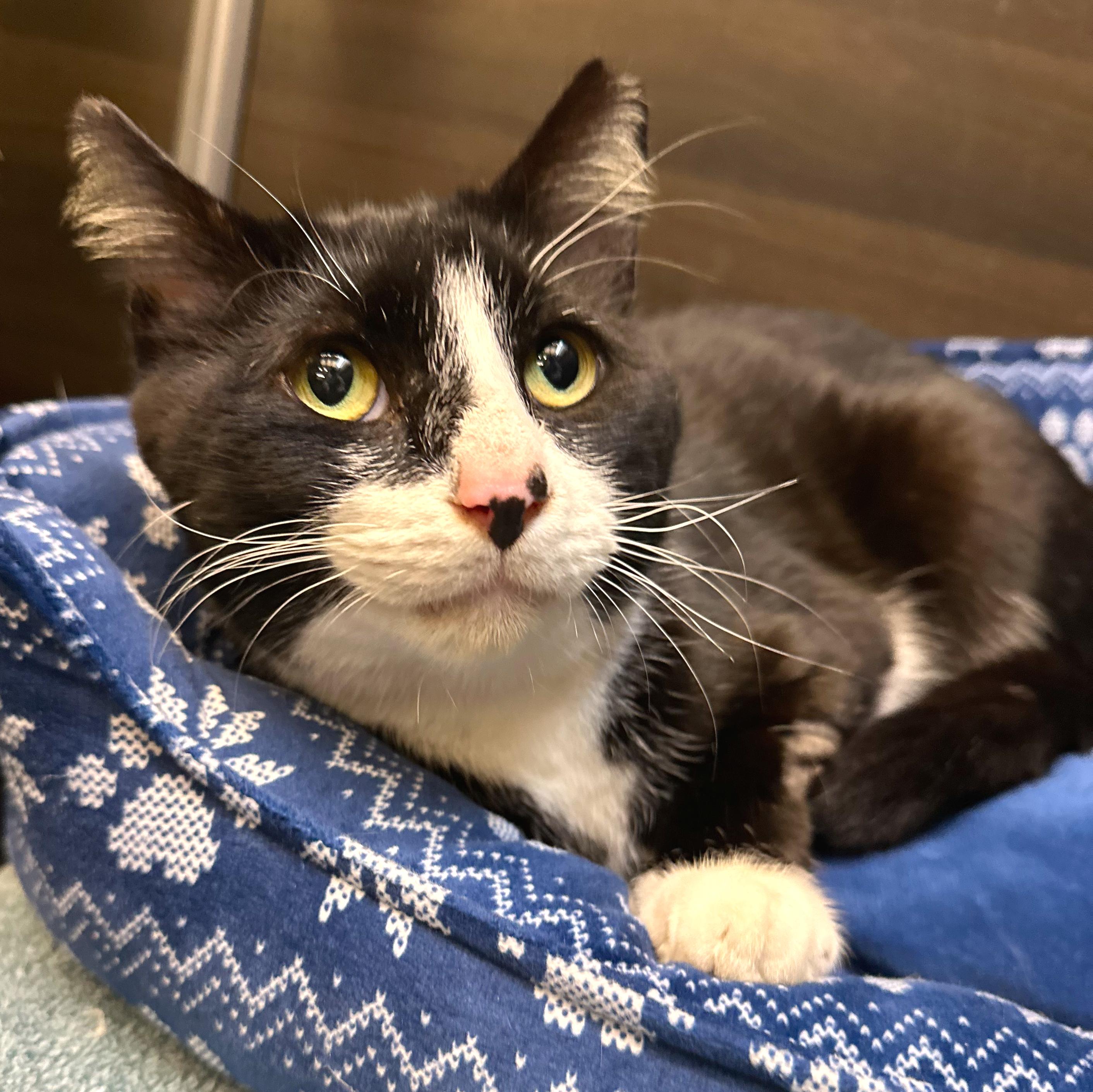 Enlarge Socks, a ADOPTABLE mixed breed in Hilton Head Island, SC image 2/5