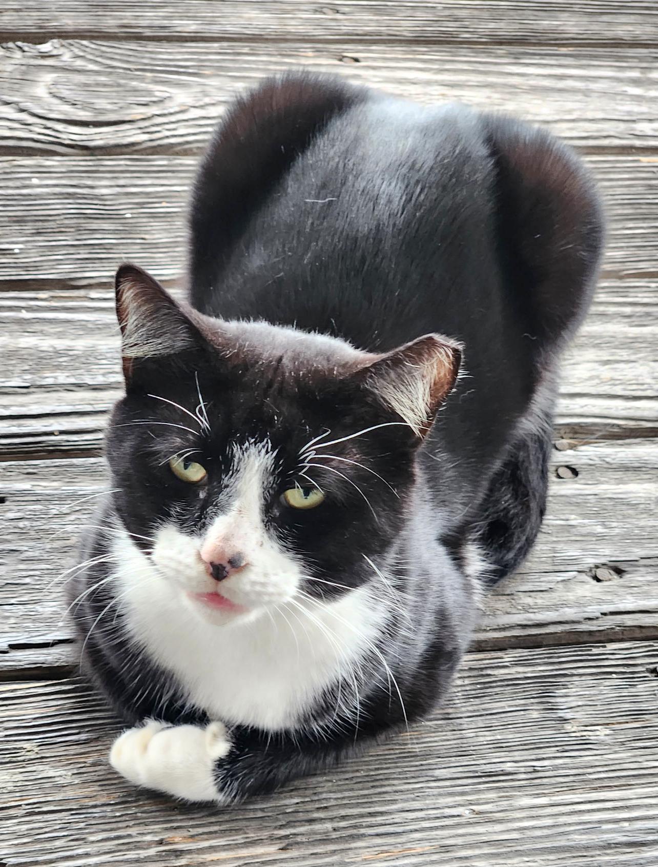 Enlarge Socks, a ADOPTABLE mixed breed in Hilton Head Island, SC image 4/5