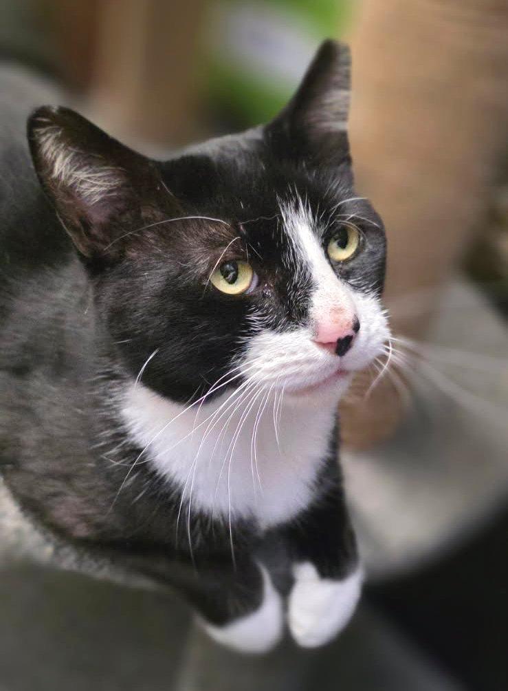 Socks, ADOPTABLE, Adult Male Domestic Short Hair & Tuxedo.