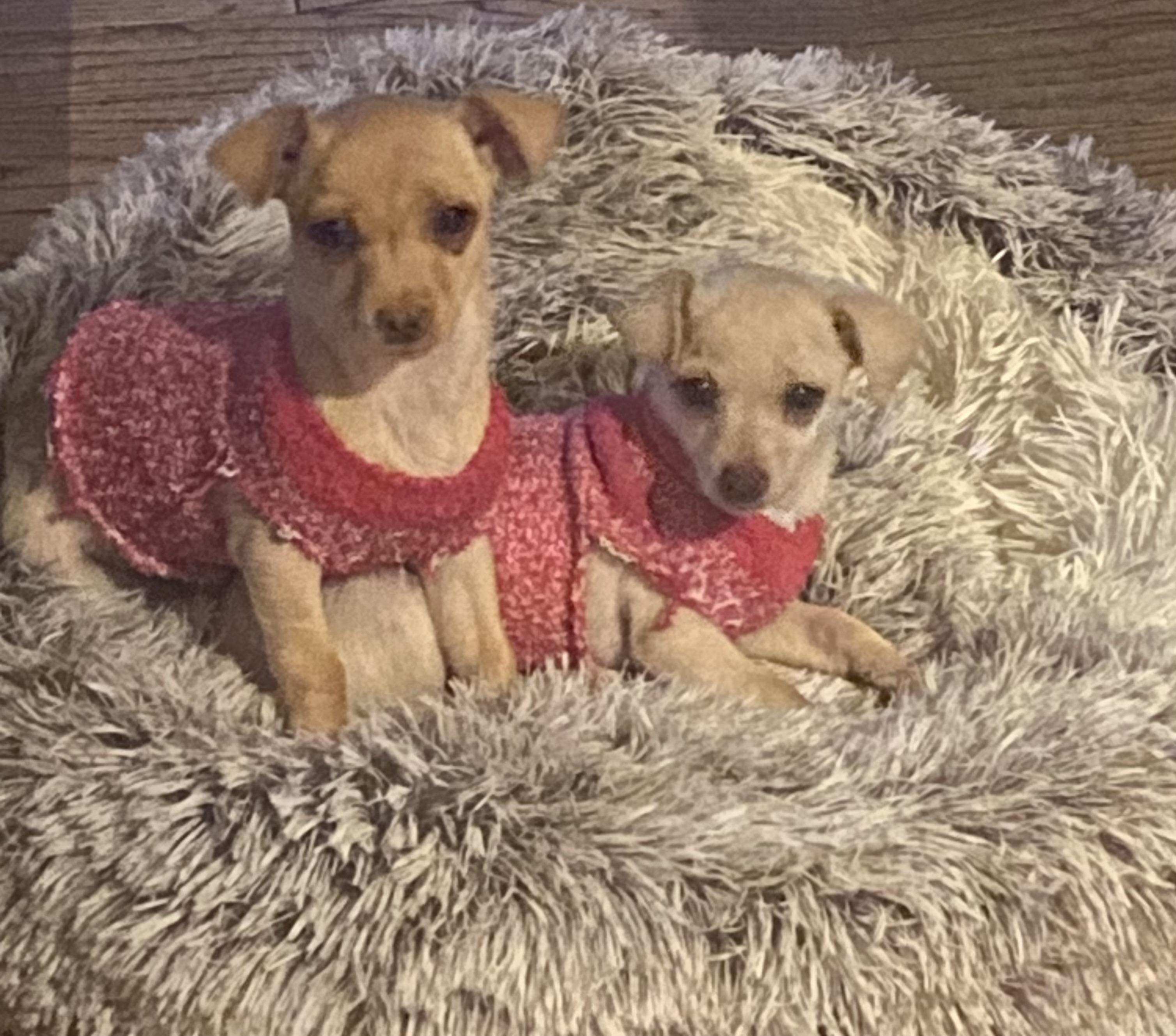 Sugah and Spicey* born 9/26/25, adopted, Puppy Female Chihuahua.