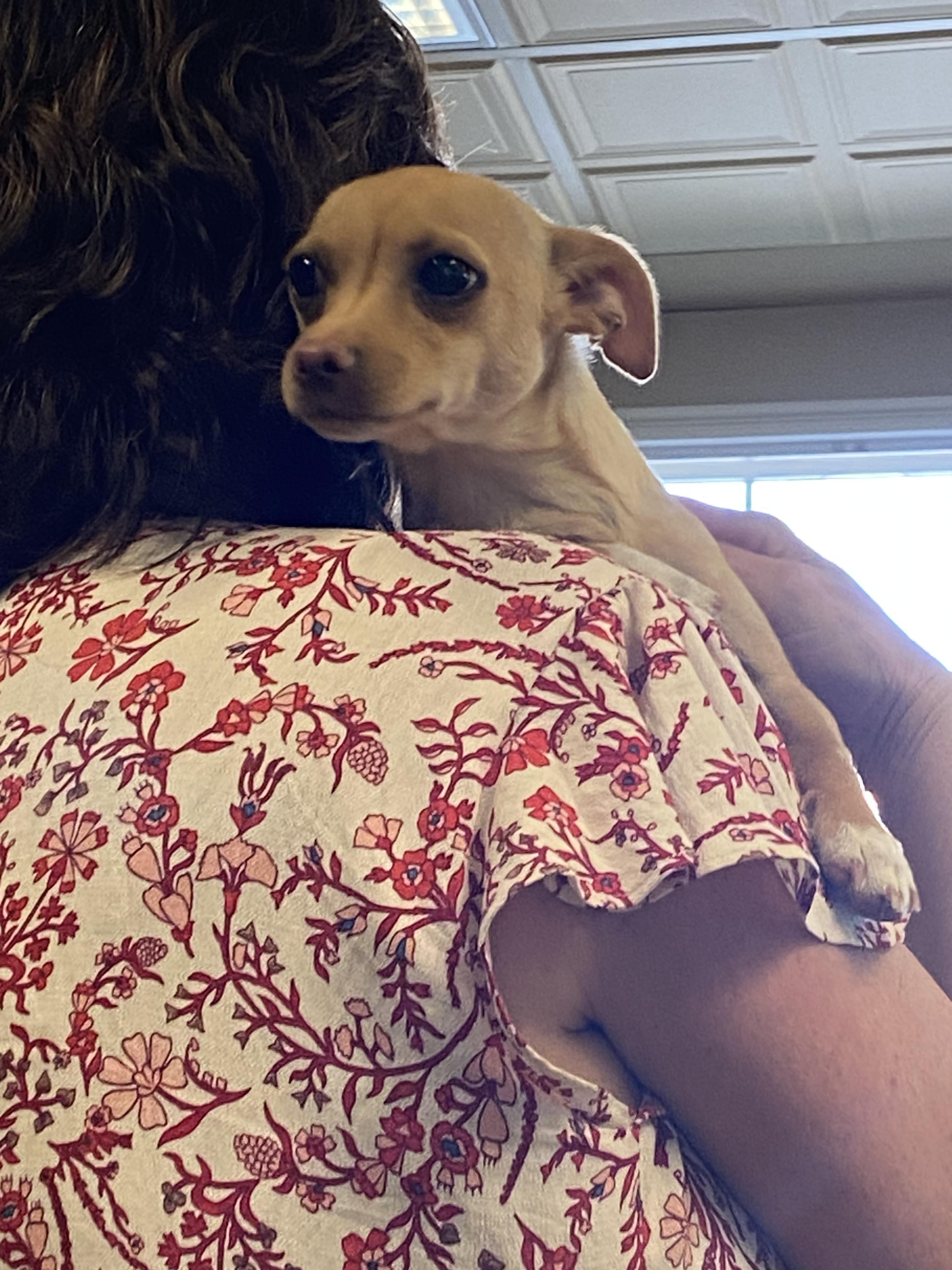 Enlarge Spice Girl* born 9/26/25, an adoptable Chihuahua in Grass Valley, CA image 3/3