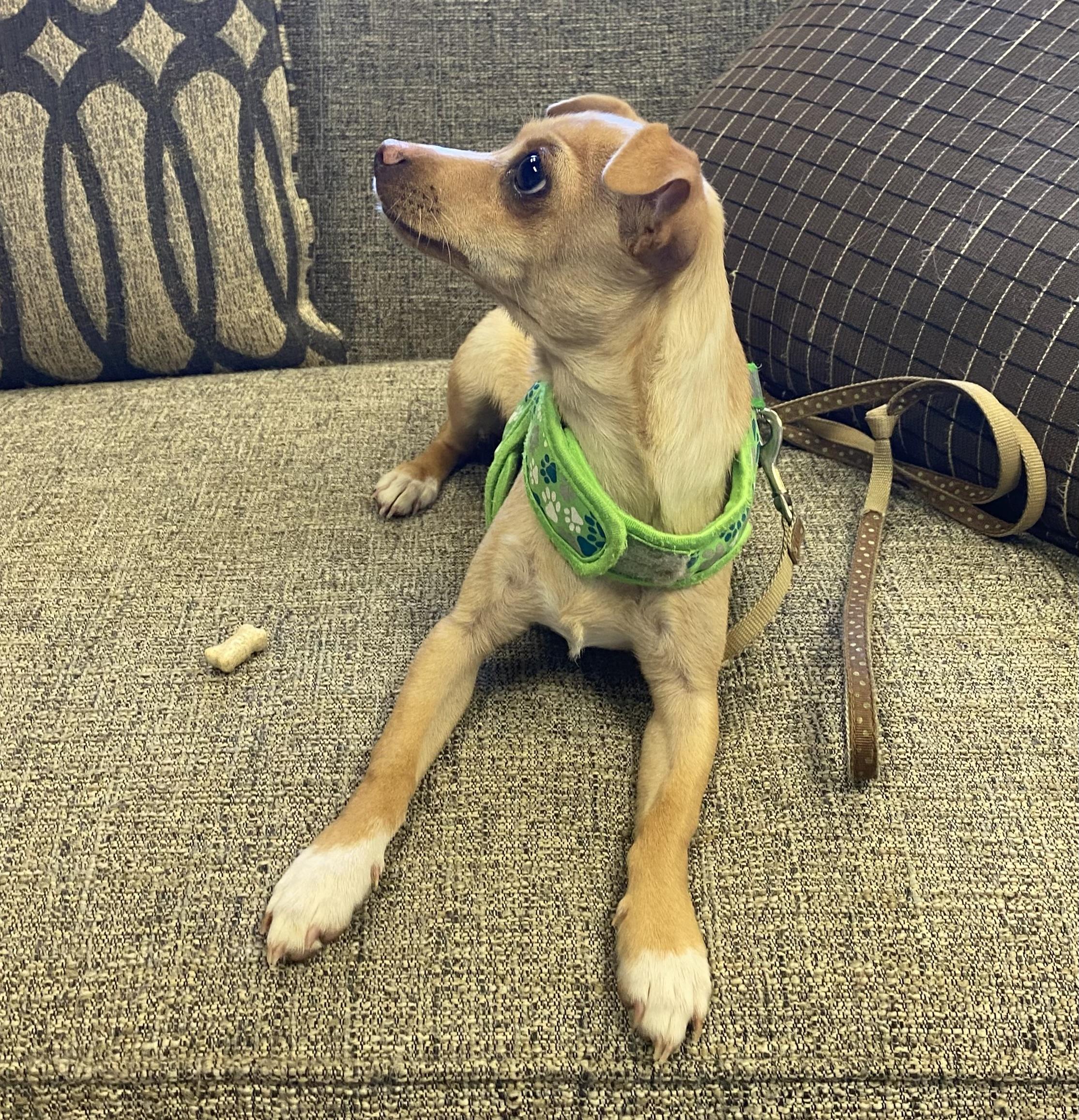 Enlarge Spice Girl* born 9/26/25, an adoptable Chihuahua in Grass Valley, CA image 1/3