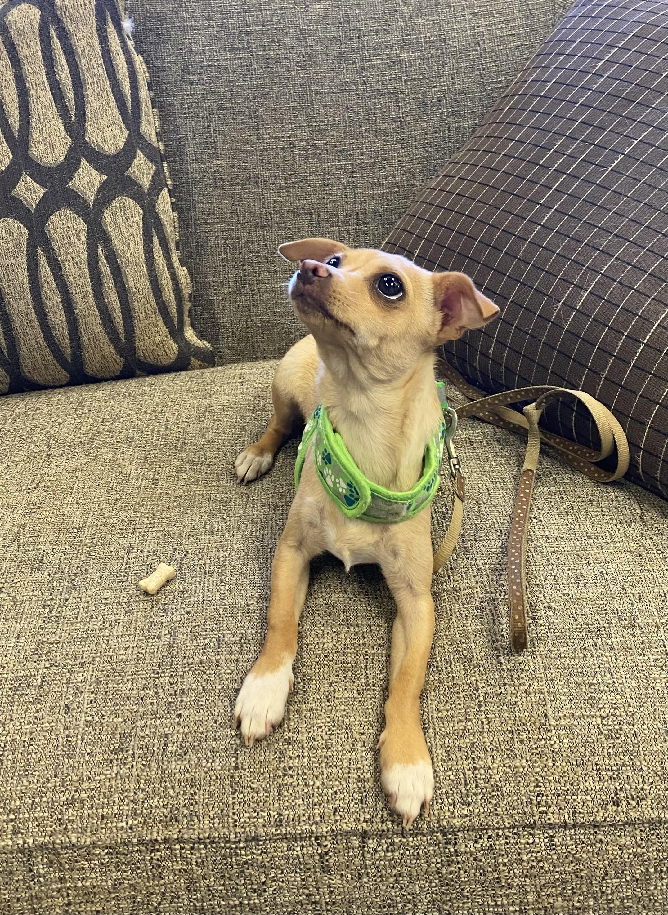 Enlarge Spice Girl* born 9/26/25, an adoptable Chihuahua in Grass Valley, CA image 2/3