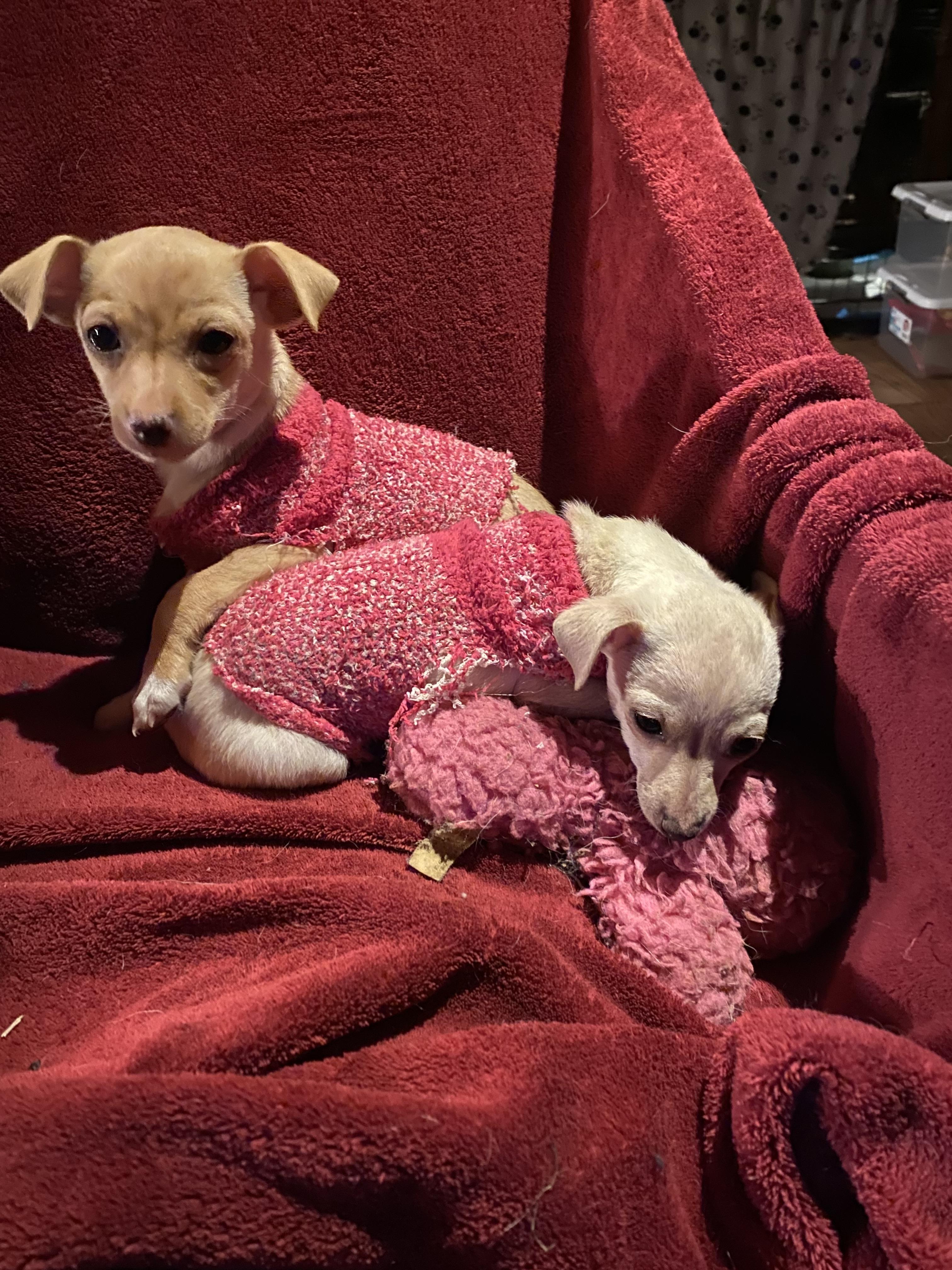 Enlarge Sugah and Spicey* born 9/26/25, an adopted Chihuahua in Grass Valley, CA image 2/2